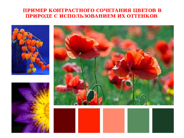 ПРИМЕР КОНТРАСТНОГО СОЧЕТАНИЯ ЦВЕТОВ В ПРИРОДЕ С ИСПОЛЬЗОВАНИЕМ ИХ ОТТЕНКОВ 