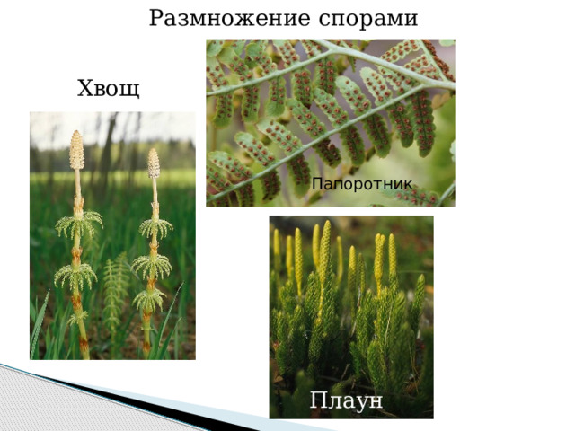 Размножение спорами Хвощ Папоротник Плаун 