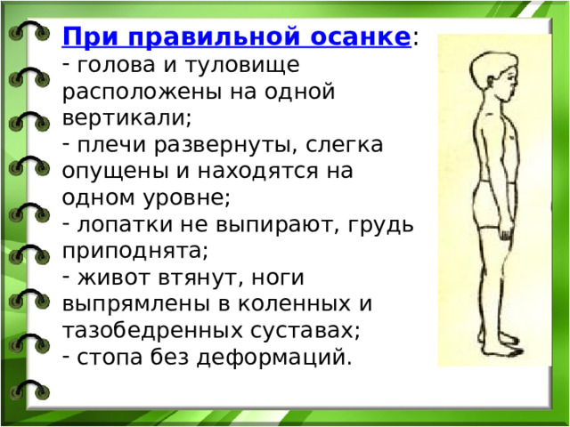 При правильной осанке :  голова и туловище расположены на одной вертикали;  плечи развернуты, слегка опущены и находятся на одном уровне;  лопатки не выпирают, грудь приподнята;  живот втянут, ноги выпрямлены в коленных и тазобедренных суставах;  стопа без деформаций. 