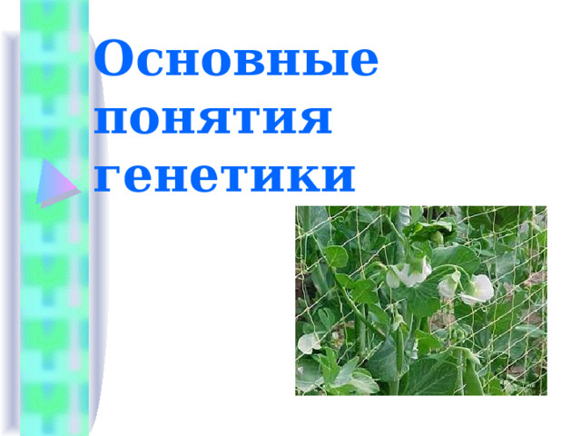 Основные понятия генетики 