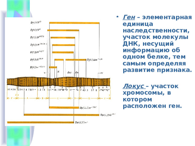 Ген – элементарная единица наследственности, участок молекулы ДНК, несущий информацию об одном белке, тем самым определяя развитие признака.  Локус  – участок хромосомы, в котором расположен ген. 