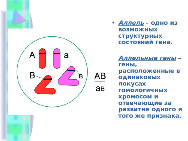 Аллель – одно из возможных структурных состояний гена.  Аллельные гены – гены, расположенные в одинаковых локусах гомологичных хромосом и отвечающие за развитие одного и того же признака. 