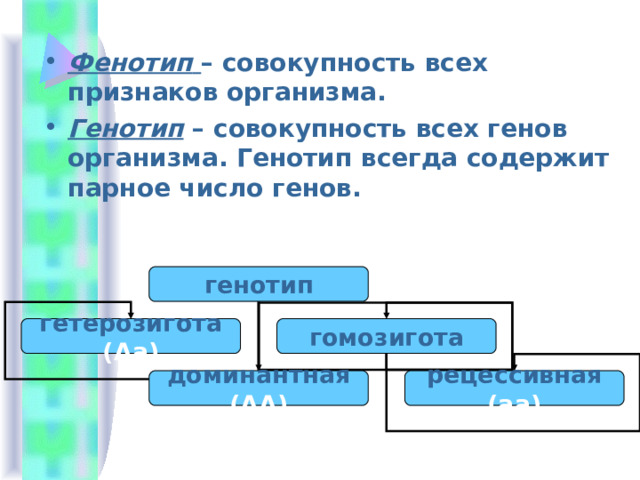Фенотип  – совокупность всех признаков организма. Генотип  – совокупность всех генов организма. Генотип всегда содержит парное число генов. генотип гетерозигота (Аа) гомозигота доминантная (АА) рецессивная (аа) 