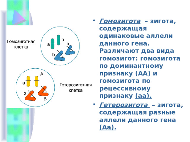 Гомозигота  – зигота, содержащая одинаковые аллели данного гена. Различают два вида гомозигот: гомозигота по доминантному признаку (АА) и гомозигота по рецессивному признаку (аа).  Гетерозигота  – зигота, содержащая разные аллели данного гена (Аа).   