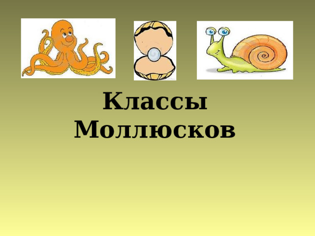 Классы Моллюсков