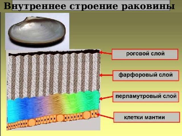Внутреннее строение раковины