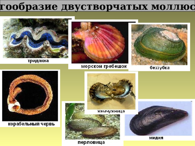 Многообразие двустворчатых моллюсков