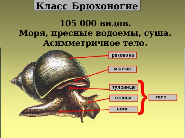 Класс Брюхоногие 105 000 видов. Моря, пресные водоемы, суша. Асимметричное тело.