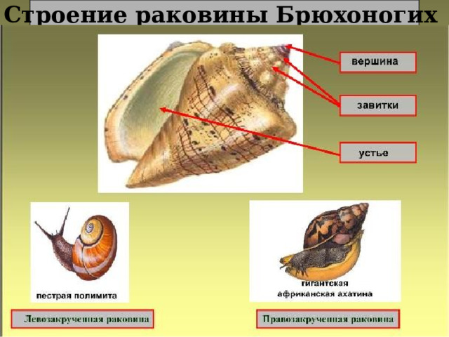 Строение раковины Брюхоногих