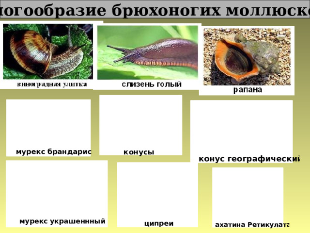 Многообразие брюхоногих моллюсков