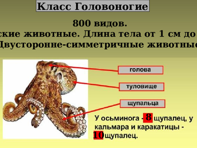 Класс Головоногие 800 видов. Морские животные. Длина тела от 1 см до 20 м. Двусторонне-симметричные животные. 8 10