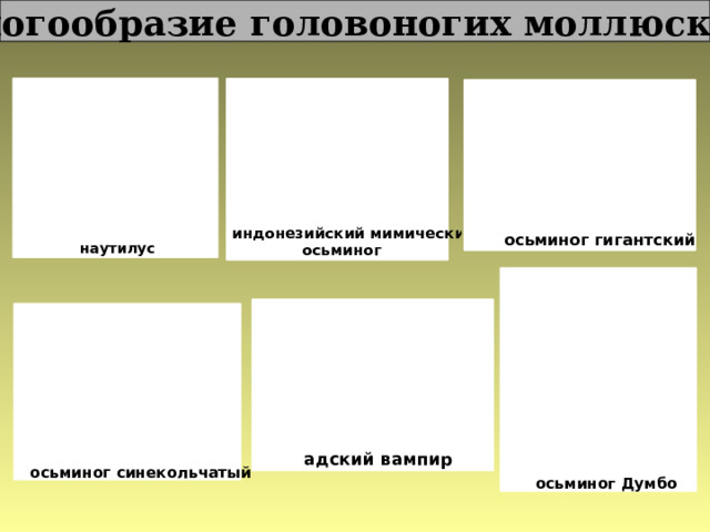 Многообразие головоногих моллюсков