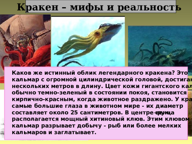 Кракен – мифы и реальность