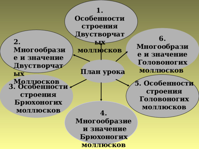1. Особенности строения Двустворчатых моллюсков 6. Многообразие и значение Головоногих моллюсков 2. Многообразие и значение Двустворчатых Моллюсков План урока 5. Особенности строения Головоногих моллюсков 3. Особенности строения Брюхоногих моллюсков 4. Многообразие и значение Брюхоногих моллюсков