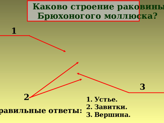1 3 2 Устье. Завитки. Вершина. Правильные ответы: