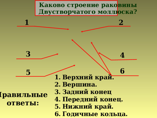 1 2 3 4 6 5 Верхний край. Вершина. Задний конец Передний конец. Нижний край. Годичные кольца. Правильные ответы: