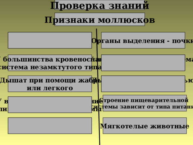 Проверка знаний Признаки моллюсков Органы выделения – метанефридии Органы выделения - почки У всех кровеносная система замкнутого типа У большинства кровеносная система незамктутого типа Дышат всей поверхностью тела Дышат при помощи жабр или легкого Строение пищеварительной системы зависит от типа питания У всех одинаковое строение пищеварительной системы Тело сегментировано Мягкотелые животные