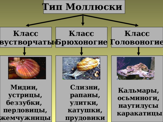 Тип Моллюски Класс Двустворчатые Класс Головоногие Класс Брюхоногие Слизни, рапаны, улитки, катушки, прудовики Мидии, устрицы, беззубки, перловицы, жемчужницы Кальмары, осьминоги, наутилусы каракатицы