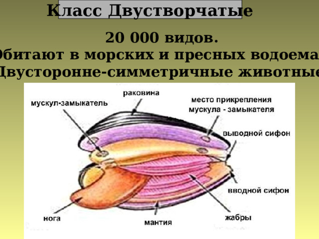 Класс Двустворчатые 20 000 видов. Обитают в морских и пресных водоемах. Двусторонне-симметричные животные.