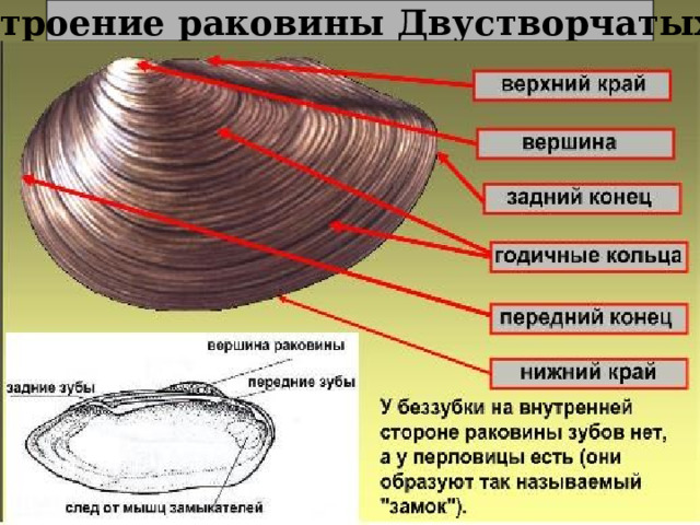 Строение раковины Двустворчатых