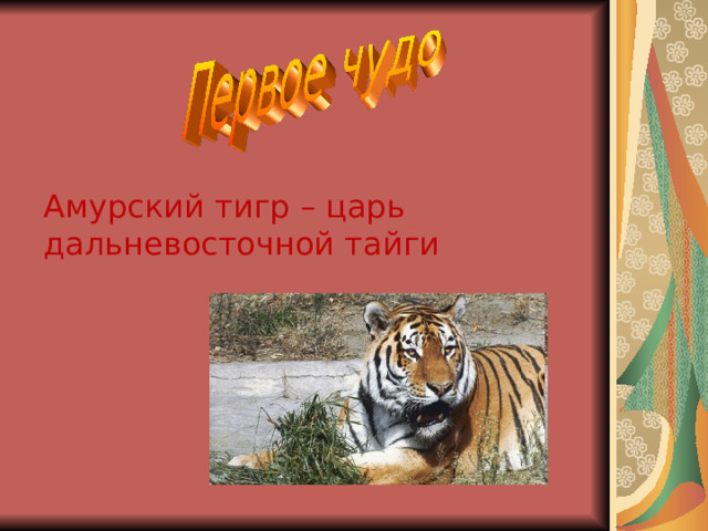 Амурский тигр – царь дальневосточной тайги 