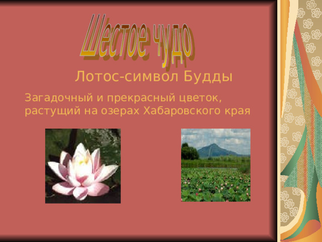  Лотос-символ Будды Загадочный и прекрасный цветок, растущий на озерах Хабаровского края 