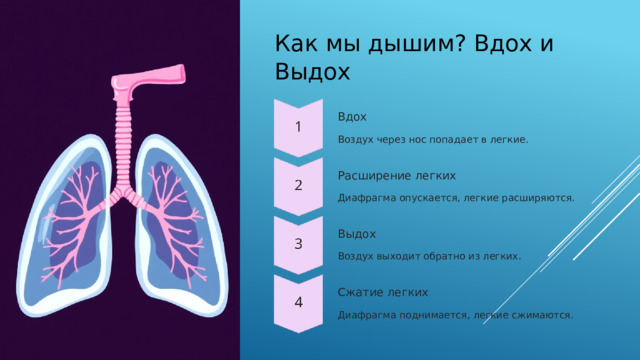  Как мы дышим? Вдох и Выдох Вдох Воздух через нос попадает в легкие. Расширение легких Диафрагма опускается, легкие расширяются. Выдох Воздух выходит обратно из легких. Сжатие легких Диафрагма поднимается, легкие сжимаются. 