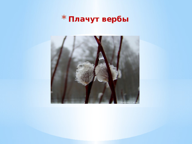 Плачут вербы 