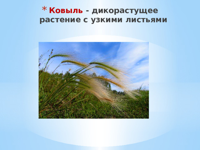 Ковыль - дикорастущее растение с узкими листьями 