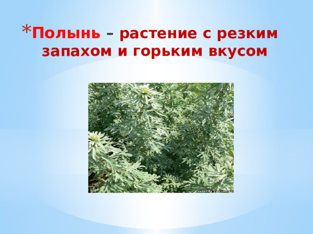 Полынь – растение с резким запахом и горьким вкусом 