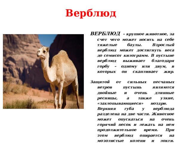  Верблюд ВЕРБЛЮД  – крупное животное, за счет чего может носить на себе тяжелые баулы. Взрослый верблюд может достигнуть веса до семисот килограмм. В пустыне верблюд выживает благодаря горбу – одному или двум, в которых он скапливает жир.   Защитой от сильных песчаных ветров пустынь являются двойные и очень длинные ресницы, а также узкие, «захлопывающиеся» ноздри. Верхняя губа у верблюда разделена на две части. Животное может опускаться на очень горячий песок и лежать на нем продолжительное время. При этом верблюд опирается на мозолистые колени и локти. Также у животного имеется раздвоенная стопа и мозолистый когот ь. 