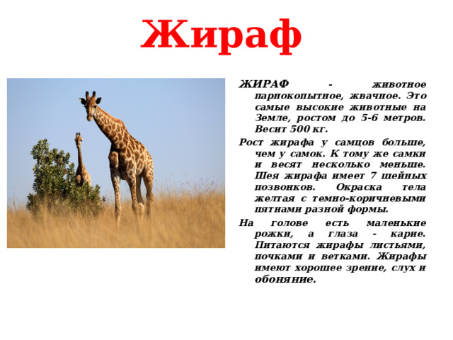     Жираф ЖИРАФ - животное парнокопытное, жвачное. Это самые высокие животные на Земле, ростом до 5-6 метров. Весит 500 кг. Рост жирафа у самцов больше, чем у самок. К тому же самки и весят несколько меньше. Шея жирафа имеет 7 шейных позвонков. Окраска тела желтая с темно-коричневыми пятнами разной формы. На голове есть маленькие рожки, а глаза - карие. Питаются жирафы листьями, почками и ветками. Жирафы имеют хорошее зрение, слух и обоняние.  