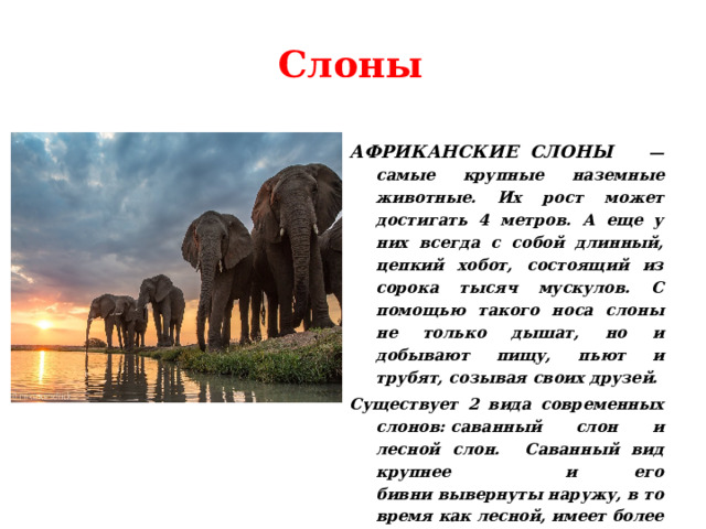    Слоны АФРИКАНСКИЕ СЛОНЫ — самые крупные наземные животные. Их рост может достигать 4 метров. А еще у них всегда с собой длинный, цепкий хобот, состоящий из сорока тысяч мускулов. С помощью такого носа слоны не только дышат, но и добывают пищу, пьют и трубят, созывая своих друзей. Существует 2 вида современных слонов: саванный слон и лесной слон. Саванный вид крупнее и его бивни вывернуты наружу, в то время как лесной, имеет более темный окрас, а его бивни прямее и направлены вниз.   