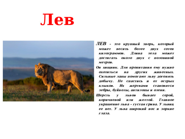      Лев ЛЕВ – это крупный зверь, который может весить более двух сотен килограммов. Длина тела может достигать около двух с половиной метров. Он хищник. Для пропитания ему нужно охотиться на других животных. Сильные лапы помогают льву догонять добычу. Не спастись и от острых клыков. Их жертвами становятся зебры, буйволы, антилопы и олени. Шерсть у львов бывает серой, коричневой или желтой. Главное украшение льва – густая грива. У львиц ее нет. У льва широкий нос и зоркие глаза.   