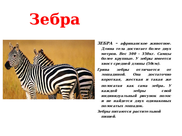     Зебра ЗЕБРА – африканское животное. Длина тела достигает более двух метров. Вес 300 - 350кг. Самцы более крупные. У зебры имеется хвост средней длины (50см). Грива зебры отличается от лошадиной. Она достаточно короткая,  жесткая и такая же полосатая как сама зебра .  У каждой зебры свой индивидуальный рисунок полос и не найдется двух одинаковых полосатых лошадок. Зебры питаются растительной пищей. 