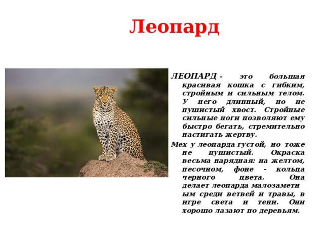  Леопард ЛЕОПАРД   - это большая красивая кошка с гибким, стройным и сильным телом. У него длинный, но не пушистый хвост. Стройные сильные ноги позволяют ему быстро бегать, стремительно настигать жертву. Мех у леопарда густой, но тоже не пушистый. Окраска весьма нарядная: на желтом, песочном, фоне - кольца черного цвета. Она делает леопарда малозаметным среди ветвей и травы, в игре света и тени.  Они хорошо лазают по деревьям. 