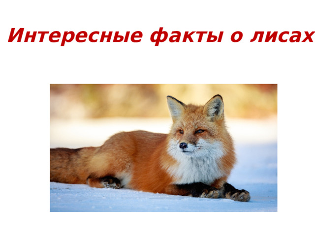 Интересные факты о лисах 