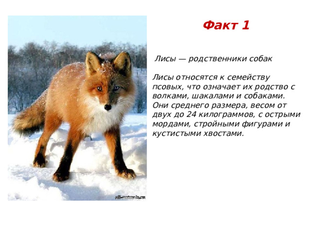 Факт 1  Лисы — родственники собак  Лисы относятся к семейству псовых, что означает их родство с волками, шакалами и собаками. Они среднего размера, весом от двух до 24 килограммов, с острыми мордами, стройными фигурами и кустистыми хвостами. 