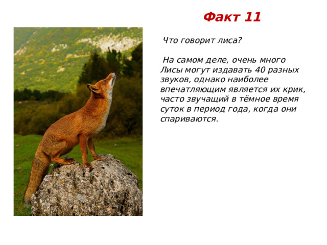 Факт 11  Что говорит лиса?   На самом деле, очень много Лисы могут издавать 40 разных звуков, однако наиболее впечатляющим является их крик, часто звучащий в тёмное время суток в период года, когда они спариваются. 