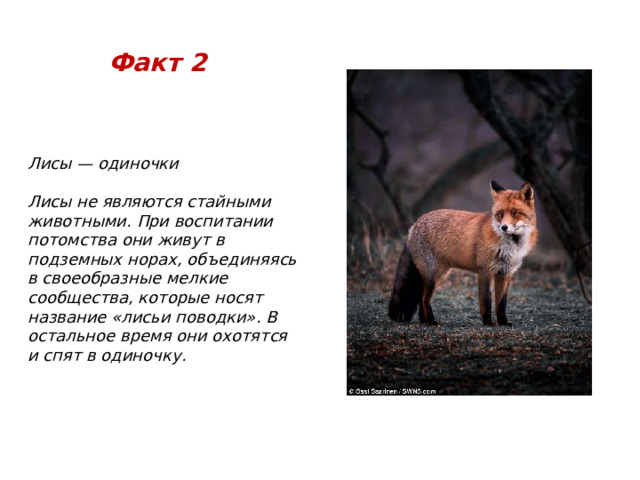 Факт 2 Лисы — одиночки  Лисы не являются стайными животными. При воспитании потомства они живут в подземных норах, объединяясь в своеобразные мелкие сообщества, которые носят название «лисьи поводки». В остальное время они охотятся и спят в одиночку. 