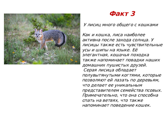 Факт 3  У лисиц много общего с кошками  Как и кошка, лиса наиболее активна после захода солнца. У лисицы также есть чувствительные усы и шипы на языке. Её элегантная, кошачья походка также напоминает повадки наших домашних пушистых друзей.  Серая лисица обладает полувытянутыми когтями, которые позволяют ей лазать по деревьям, что делает ее уникальным представителем семейства псовых. Примечательно, что она способна спать на ветвях, что также напоминает поведение кошек. 