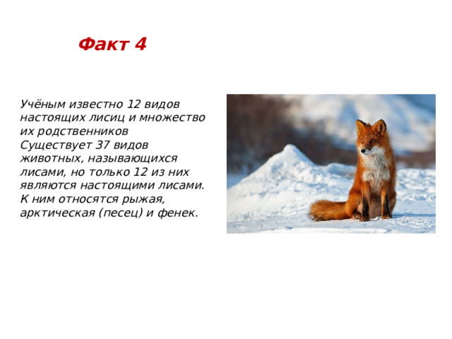 Факт 4 Учёным известно 12 видов настоящих лисиц и множество их родственников Существует 37 видов животных, называющихся лисами, но только 12 из них являются настоящими лисами. К ним относятся рыжая, арктическая (песец) и фенек. 