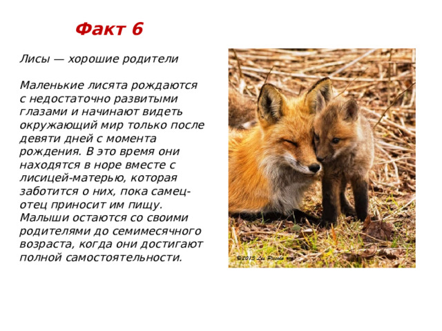 Факт 6 Лисы — хорошие родители  Маленькие лисята рождаются с недостаточно развитыми глазами и начинают видеть окружающий мир только после девяти дней с момента рождения. В это время они находятся в норе вместе с лисицей-матерью, которая заботится о них, пока самец-отец приносит им пищу. Малыши остаются со своими родителями до семимесячного возраста, когда они достигают полной самостоятельности.  