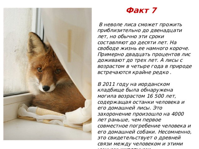 Факт 7  В неволе лиса сможет прожить приблизительно до двенадцати лет, но обычно эти сроки составляют до десяти лет. На свободе жизнь ее намного короче. Примерно двадцать процентов лис доживают до трех лет. А лисы с возрастом в четыре года в природе встречаются крайне редко .  В 2011 году на иорданском кладбище была обнаружена могила возрастом 16 500 лет, содержащая останки человека и его домашней лисы. Это захоронение произошло на 4000 лет раньше, чем первое совместное погребение человека и его домашней собаки. Несомненно, это свидетельствует о древней связи между человеком и этими умными животными.   