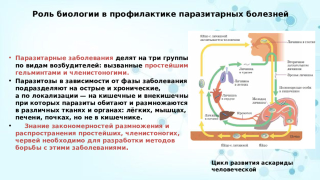 Роль биологии в профилактике паразитарных болезней Паразитарные заболевания делят на три группы по видам возбудителей: вызванные простейшими, гельминтами и членистоногими. Паразитозы в зависимости от фазы заболевания подразделяют на острые и хронические, а по локализации — на кишечные и внекишечные, при которых паразиты обитают и размножаются в различных тканях и органах: лёгких, мышцах, печени, почках, но не в кишечнике.  Знание закономерностей размножения и распространения простейших, членистоногих, червей необходимо для разработки методов борьбы с этими заболеваниями .  Цикл развития аскариды человеческой 