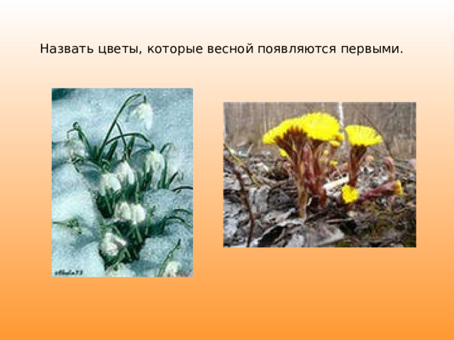 Назвать цветы, которые весной появляются первыми.   