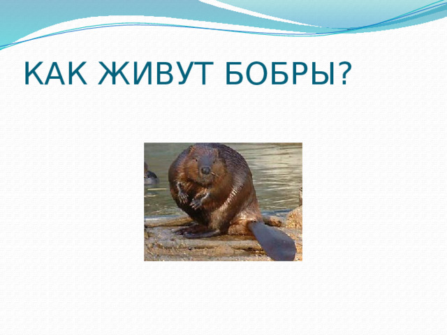 КАК ЖИВУТ БОБРЫ? 