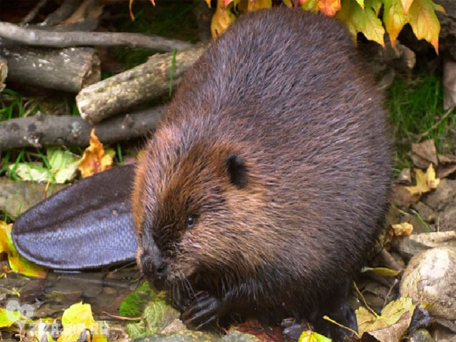  У бобра удивительный хвост, которым он умело пользуется. Хвост у бобра – прекрасный руль для плавания. Кроме того , бобры пользуются своим хвостом как лопатой, замазывая им щели и дыры в своих домиках и плотинах. В случае опасности бобёр бьёт хвостом по воде, предупреждая соседей. 