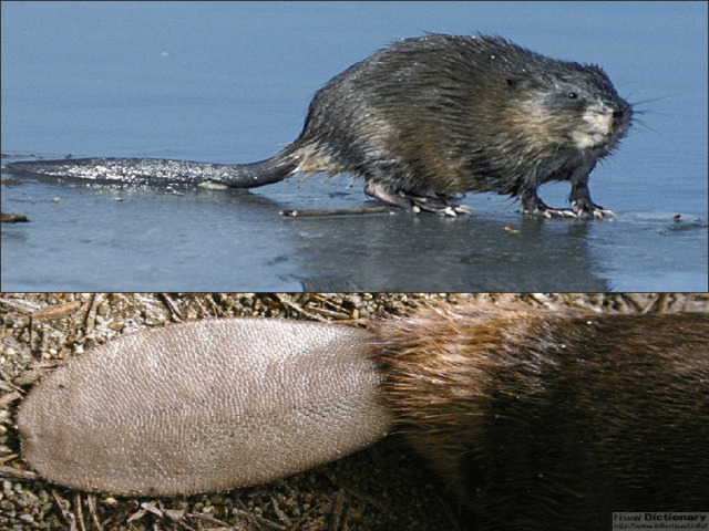 К зиме хвост бобра увеличивается в два раза: в нём накапливаются запасы жира. Когда бобру жарко, он опускает хвост в воду, чтобы немного охладиться. 