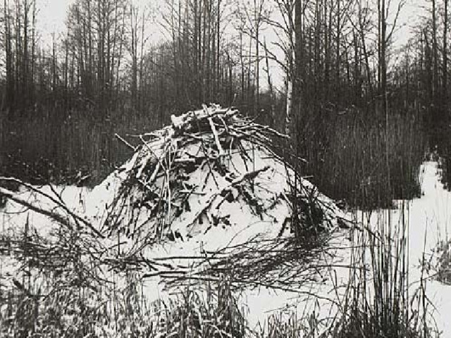 Зимой бобры не впадают в спячку, а отсиживается в своих домиках. Там у бобров есть зимние запасы продуктов: ветки ивы, осины, корневища кувшинок. 